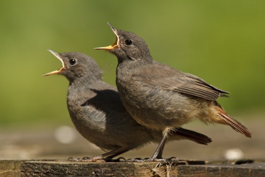 Zwei Hausrotschwänze | © Rosl Rößner