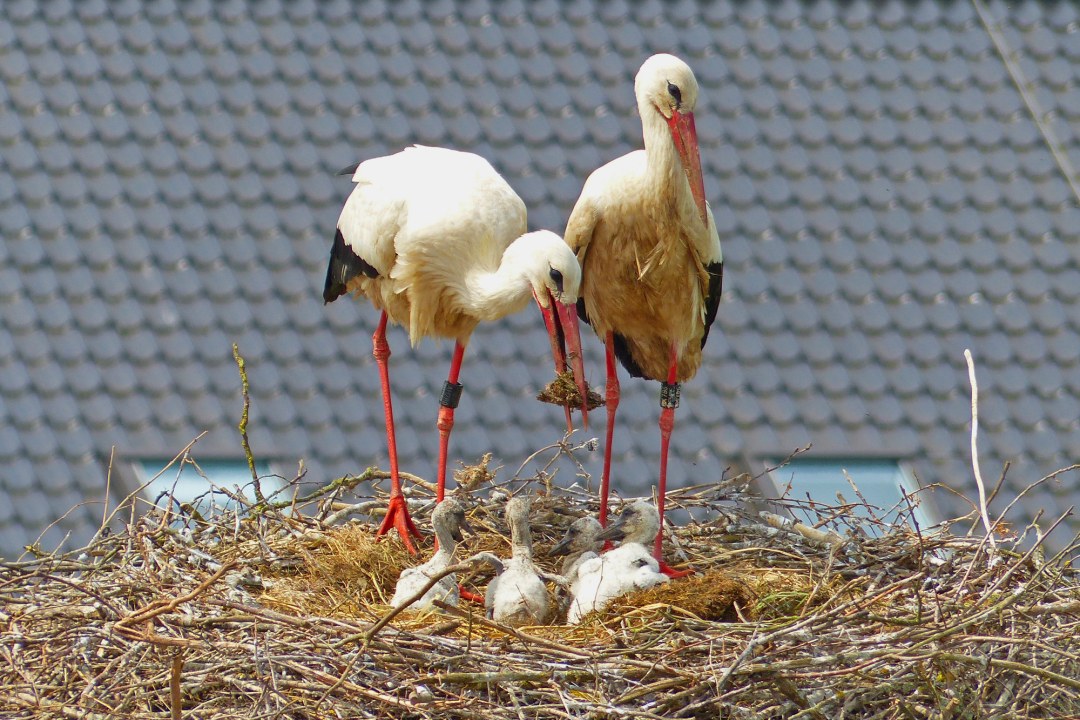 Weißstörche im Nest | © Hans Schönecker