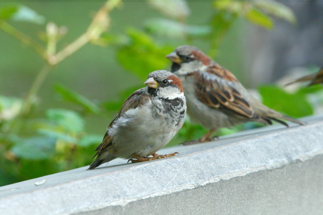 Haussperlinge auf Mauer | © Monika Graf