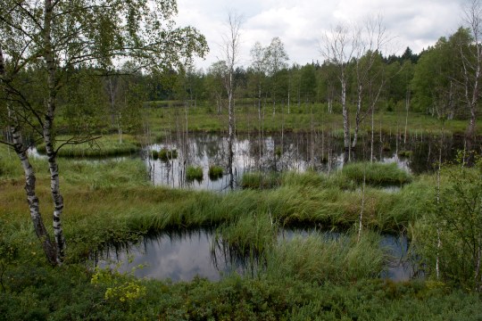 Hochmoor Abrahamsfilz im Bayrischen Wald | © Wolfgang Lorenz