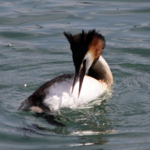 Haubentaucher im Wasser | © Angela Maurer