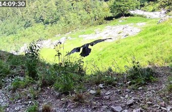 Alosa Ausflug  |©  LBV-NPV-Bartgeierwebcam