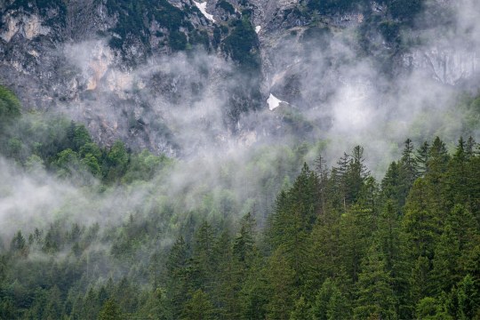 Auswilderungsgebiet NP Berchtesgaden | © Hansruedi Weyrich
