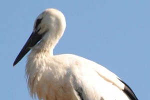 Storch Baar-Ebenhausen  | © S. Kellerer