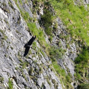 Bartgeier Bavarias erster Flug in Freiheit  | © Richard Straub