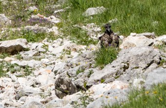 Bartgeier Dagmar nach dem ersten Ausflug | © Richard Straub
