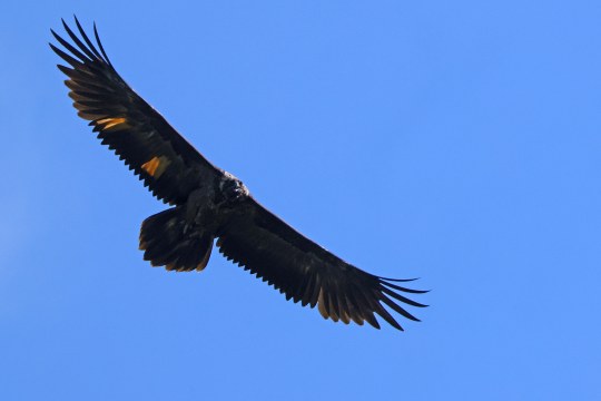 Wally im Flug | © Markus Leitner
