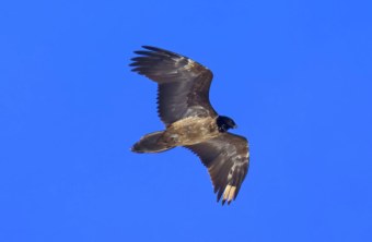 Sisi am Großvenediger | © Markus Leitner