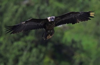 Bartgeier Vinzenz | © Markus Leitner