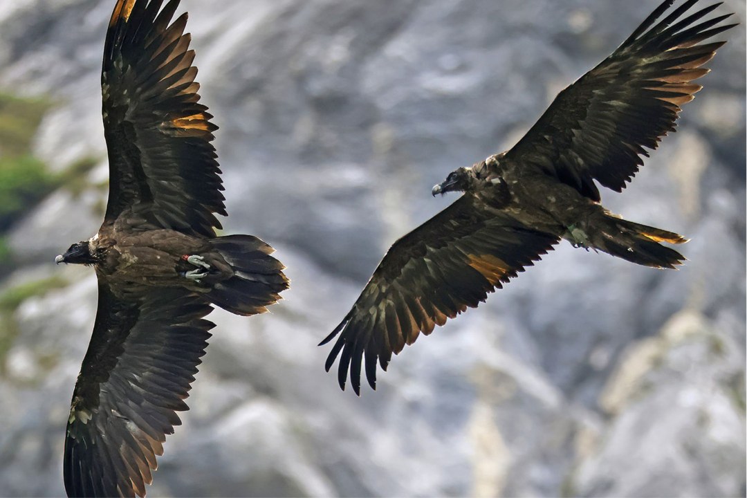 Bartgeier Dagmar und Recka im Flug | © Markus Leitner