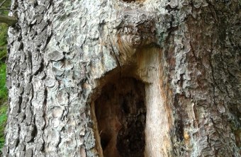 Zwei große Hohlen zieren den Baum, Lebensraum für Vögel | © Simon Niederbacher