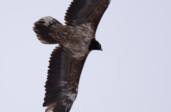 Bavaria im Januar 2023 | © Sebastian Reith