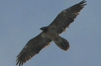 Bavaria  |© David Schuhwerk, LBV