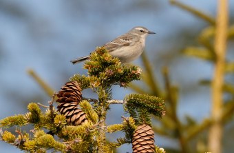 Bergpieper auf Baum seitlich | © H.-J. Fünfstück