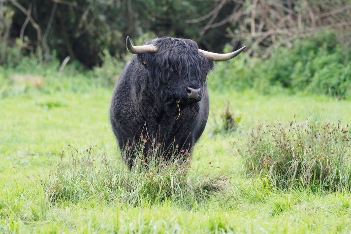 Ein schwarzer Stier weidet im Niedermoor, einer Naturschutzfläche des LBV im Plesser Ried. | © Leo Rasch