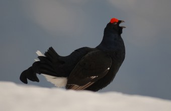 Birkhuhn (männlich) im Schnee | © Henning Werth