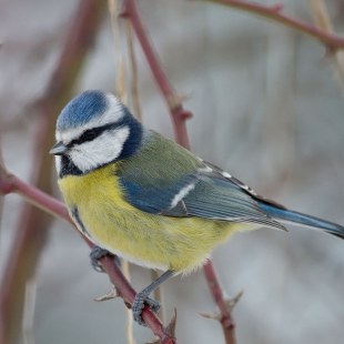 Blaumeise auf dornigem Zweig | © Markus Gläßel