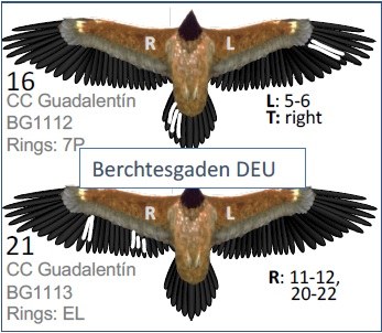 Bleichmuster der beiden Bartgeier
