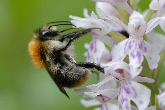 Ackerhummel | © Dr. Eberhard Pfeuffer
