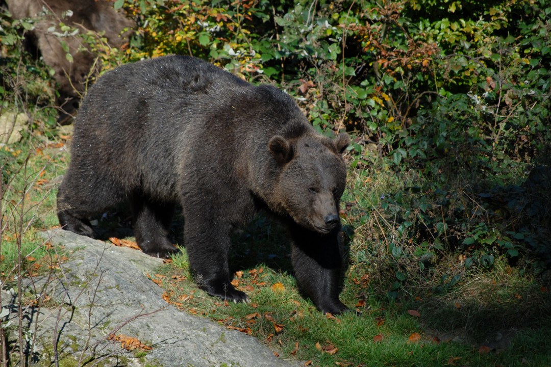 Braunbär | © Henning Werth (LBV-Archiv)