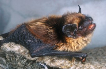 Breitflügelfledermaus | © Dr. Andreas Zahn