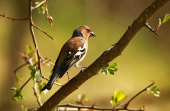Buchfink auf einem Ast mit Insekten im Schnabel, er schaut nach rechts | © Lukas Sobotta