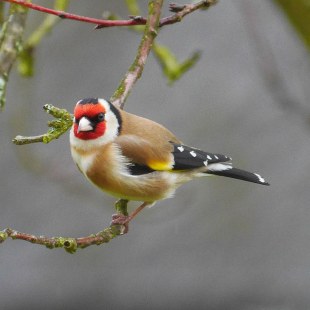 Stieglitz auf Ast schaut in die Kamera | © Christa Lachmann
