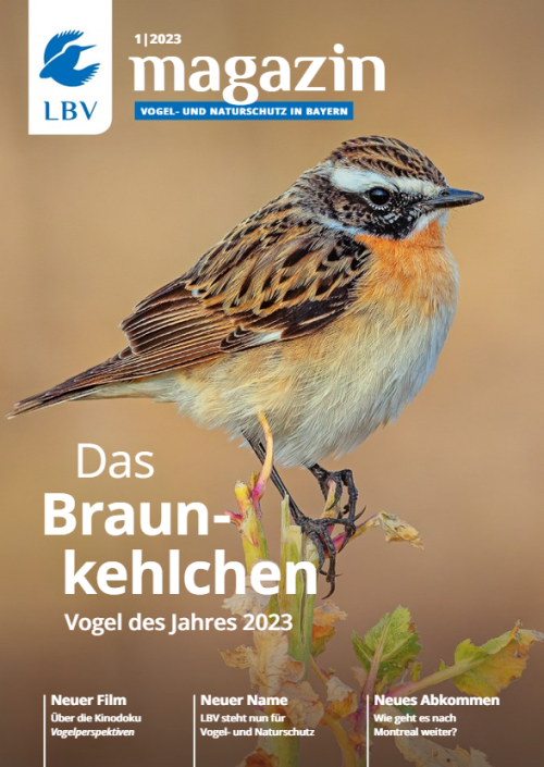 Cover LBV Magazin Ausgabe 01/2023 mit einem Braunkehlchen - Vogel des Jahres 2023