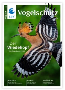 Fliegender Wiedehopf auf dem Cover des LBV-Magazins 01/2022