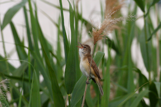 Drosselrohrsänger singt auf einem Schilf | © Zdenek Tunka