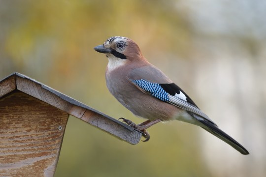 Eichelhäher sitzt auf Futterhaus ist von der Seite zu sehen |© Günther Lamm