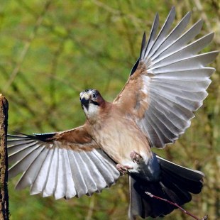 Eichelhäher im Anflug vor einem Baumstumpf | © Kurt Metz