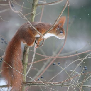 Eichhörnchen auf einem dünnen Ast setzt für einen Sprung an | © Marion Weinert