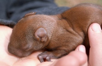 Eichhörnchen-Baby mit noch geschlossenen Augen liegt auf einer menschlichen Hand | © Ingo Ludwichowski