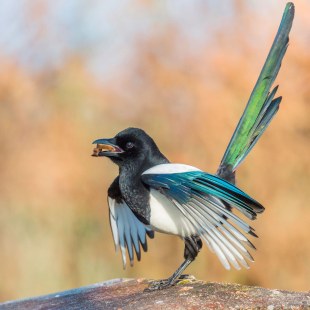 Elster mit einer Nuss im Schnabel, aufragendem grün schimmernden Schwanz und halb ausgebreiteten Flügeln | © Ralph Sturm