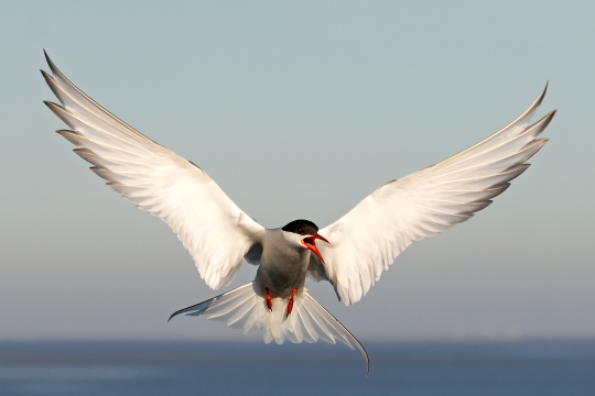 Fliegende Küstenseeschwalbe mit geöffneten Schnabel | © Hans Clausen