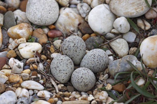 Vier graue mit schwarzen Flecken gesprenkelte Eier liegen gut getarnt auf einem Kiesbett | © Marcus Bosch
