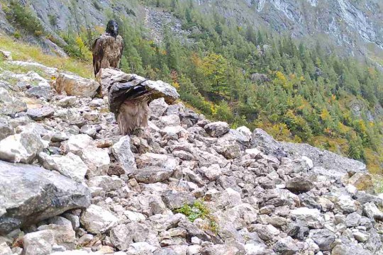 Die Futterplätze werden nach wie vor häufig besucht |© Jochen Grab, NPV