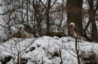 Zwei Bartgeier Tiergarten Nürnberg | © Nicole Friedrich