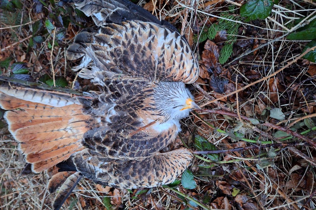 Vergifteter Rotmilan | © Brigitte Kraft