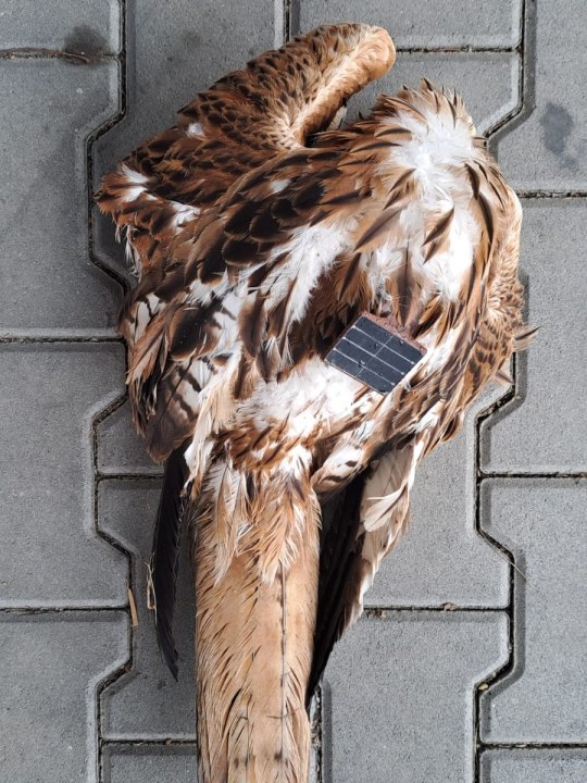 Rotmilan Eurokite tot | © Margareta Loscher