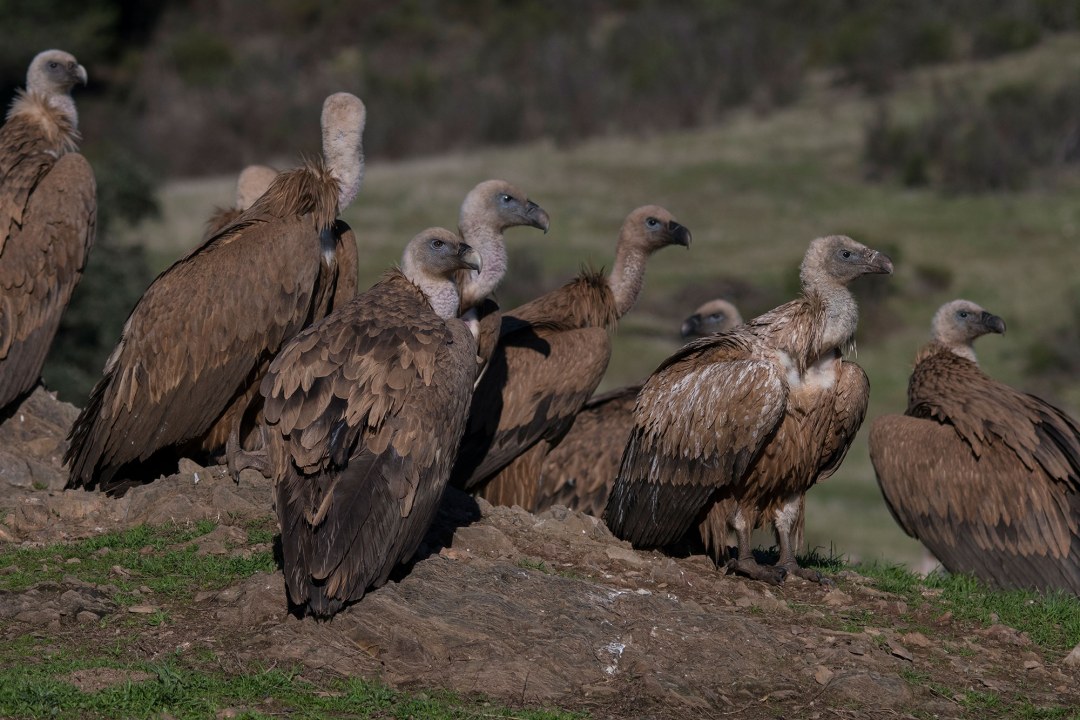 Gruppe von Gänsegeiern | © Wolfgang Lorenz (LBV-Bildarchiv)