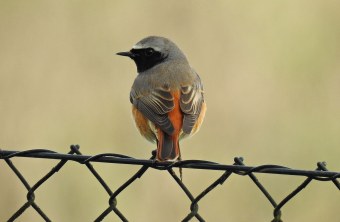 Gartenrotschwanz auf Zaun von hinten | © Laura Proetzel