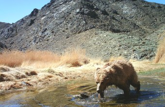Gobibär im Wasser, im Hintergrund Berge | © NUM