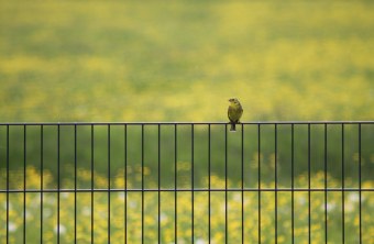 Goldammer sitzt auf einem grünen Zaun | © Marc Stümmler