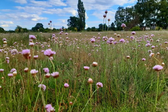 Grasnelken auf einem Sandmagerrasen | © Patricia Danel
