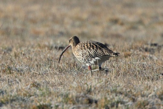 Großer Brachvogel Schnepfingerin auf einer Wiese | © Joachim Aschenbrenner