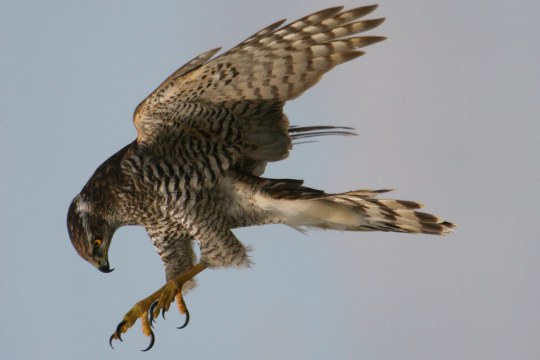 Habicht ist im Flug auf der Jagd und ist kurz davor seine Beute zu greifen | © Zdenek Tunka