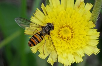 Hainschwebfliege auf einer gelben großen Blume, dem Habichtskraut | © Dr. Eberhard Pfeuffer