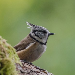 Haubenmeise | © Tobias Lindenmeir